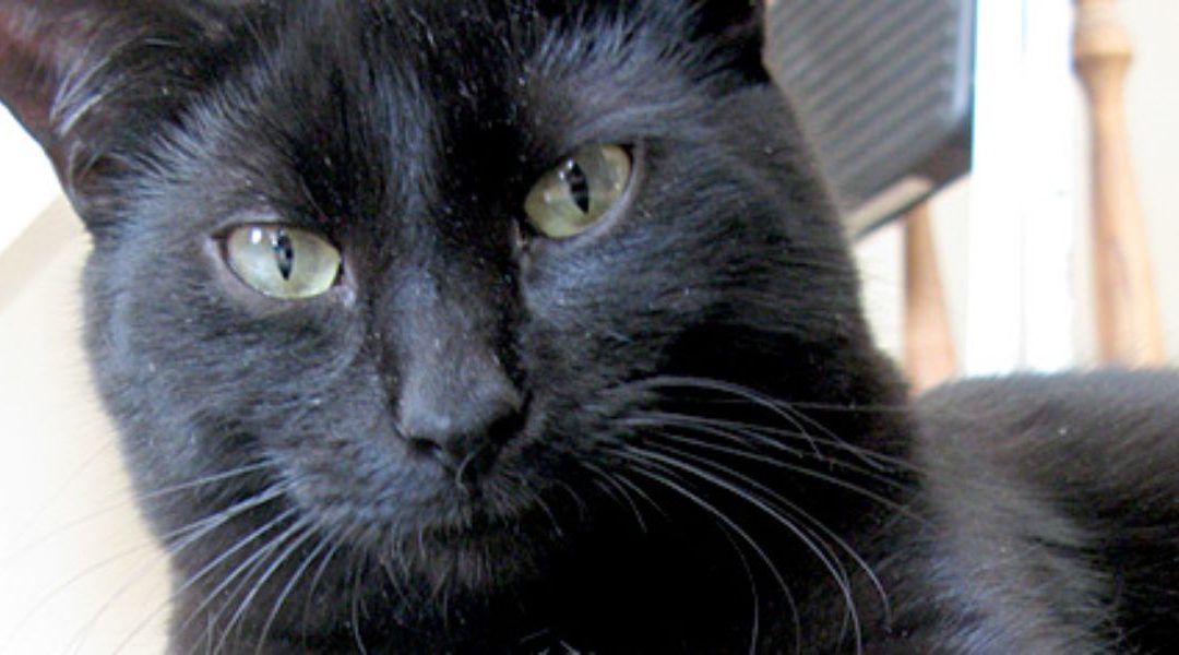 A Wet & Very Soggy Moggy